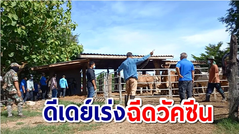 ปศุสัตว์อุทัยธานี เร่งฉีดวัคซีนป้องกัน "ลัมปี สกิน " ให้เกษตรกรผู้เลี้ยงโค-กระบือ