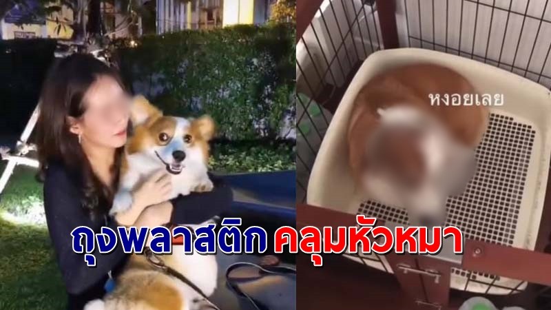 ดราม่า ! นักแสดงสาวลงคลิป "ทำโทษสุนัข" นำถุงพลาสติกคลุมหัว ชาวเน็ตมองเป็นการทารุณสัตว์ !