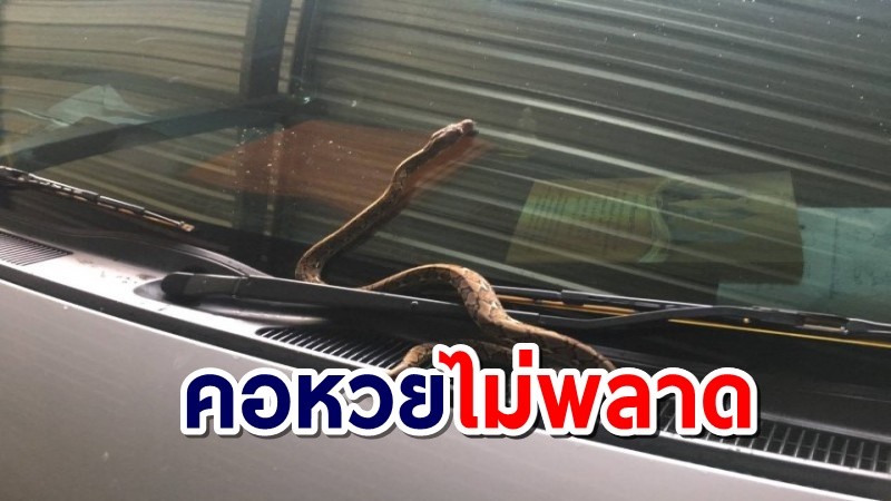 ส่อง! "ลูกงูเหลือม" ชูคอโผล่หน้ารถตู้วัดดังเมืองคอน คอหวยไม่พลาด