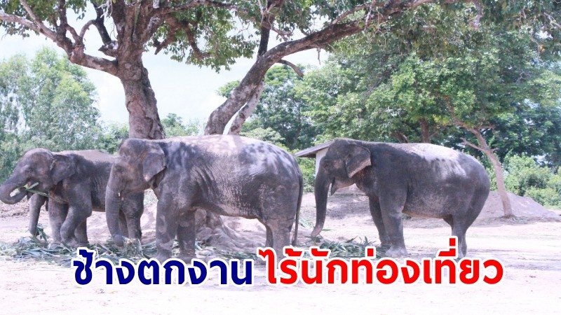 โควิดพ่นพิษ ! "ช้างตกงาน" ไร้นักท่องเที่ยว  อบต. หางานให้ควาญช้าง หารายได้เลี้ยงครอบครัว
