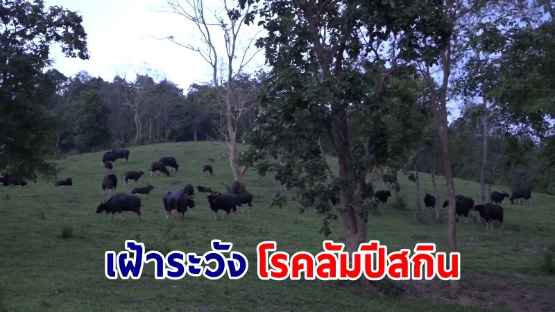 เจ้าหน้าที่เขตห้ามล่าสัตว์ป่าเขาแผงม้า เฝ้าระวัง! โรคลัมปีสกินแพร่ระบาด ในสัตว์บ้านสู่สัตว์ป่า