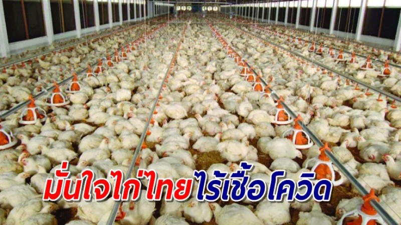 กรมปศุสัตว์ ยันไก่ไทยไร้โควิด มีมาตรการดูแลเข้ม 3 ด้าน