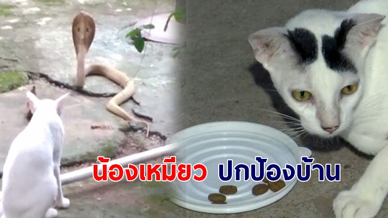 นาทีเป็นตาย น้องเหมียวยืนจ้องหน้างูเห่าจะเลื้อยเข้าบ้าน  ไม่หวั่นถูกทำร้าย