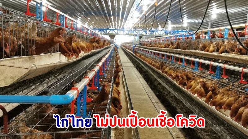 "กรมปศุสัตว์" ย้ำ! ไม่ต้องกังวล "ไก่ไทย" ไร้ปนเปื้อนเชื้อโควิด ชี้ ! มีความปลอดภัย - ตรวจสอบเข้มงวด