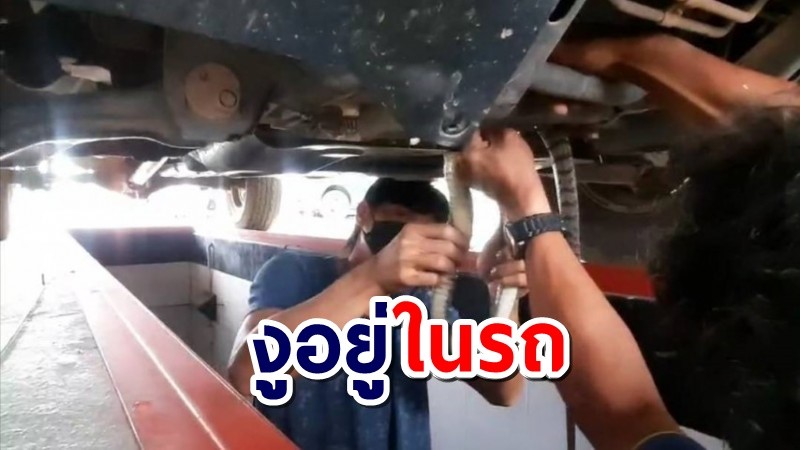 แตกตื่น! พบงูสิงใต้ท้องรถยนต์ พลเมืองดีช่วยจับกว่าครึ่งชม.