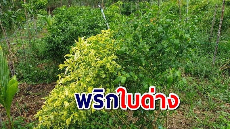 พริกก็มีใบด่าง! แปลกกว่าแบ่งพุ่มเปลี่ยนสีในต้นเดียวกัน