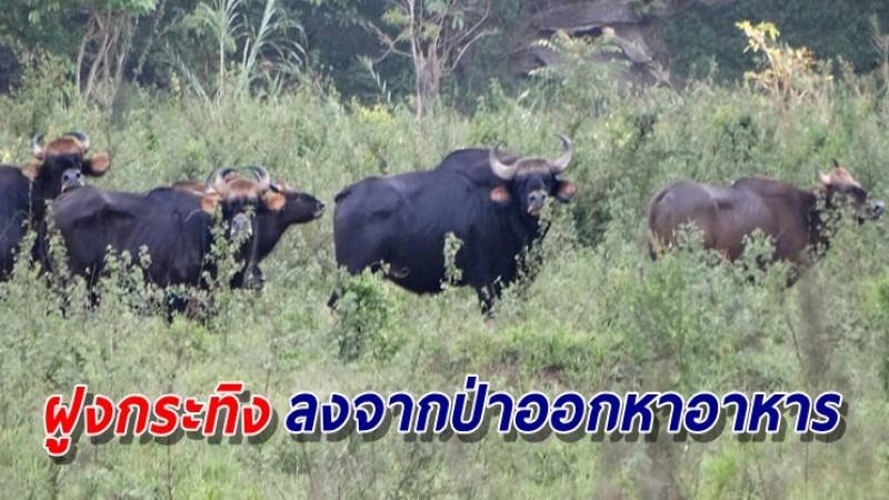 ตื่นตา! ภาพฝูงกระทิง ลงจากป่าออกหาอาหาร พื้นที่คลองน้ำใส อุทยานฯบางลาง