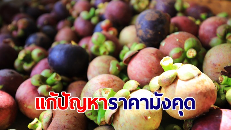 รัฐบาลเร่งแก้ปัญหาราคามังคุดตก พาณิชย์ช่วยค่าส่งฟรีกระจายผลไม้ผ่านไปรษณีย์ไทย