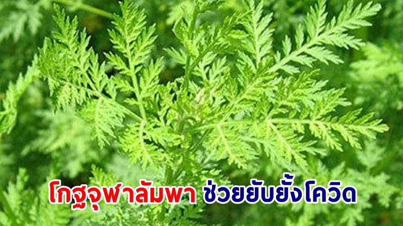 ผลวิจัยจากสหรัฐฯ พบ "โกฐจุฬาลัมพา" สมุนไพรไทย ช่วยยับยั้งเชื้อโควิด-19 ได้