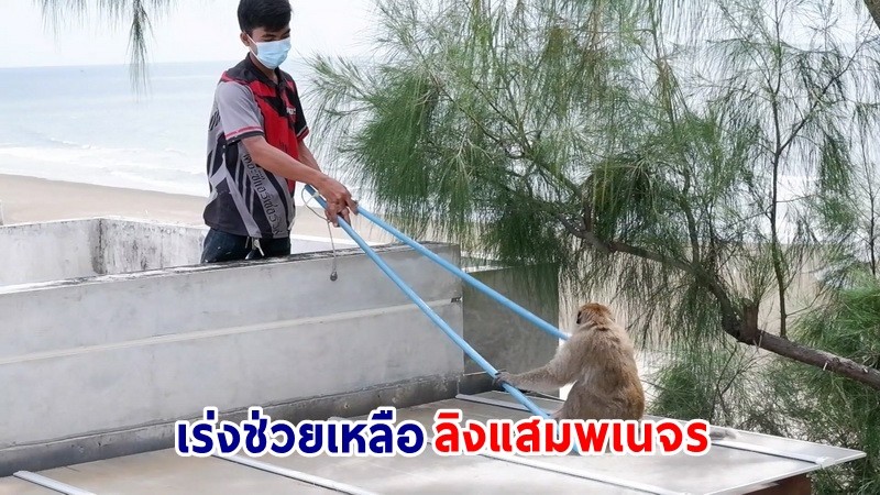 กู้ภัยฯ เร่งช่วยเหลือ "ลิงแสมพเนจร" ถูกสุนัขกัดบาดเจ็บสาหัส หลังปีนบ้านพักเศรษฐีเมืองปราณบุรีเพื่อหาของกิน