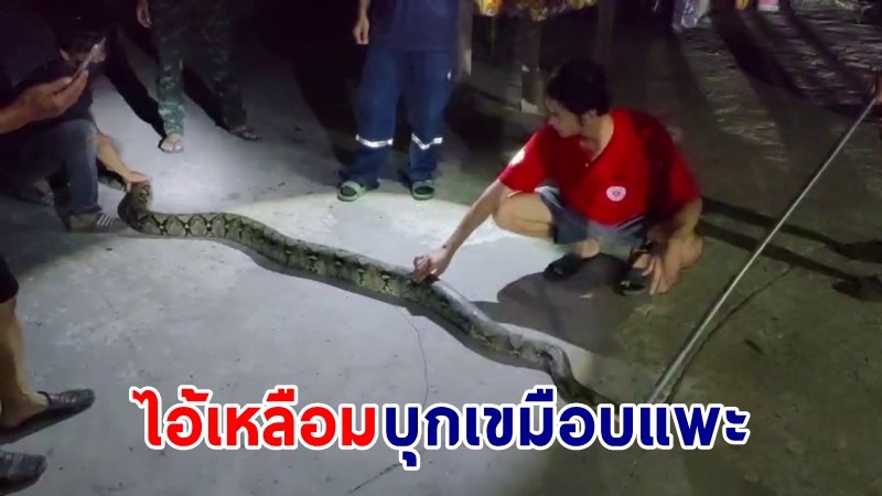กู้ภัยปากช่อง ช่วยจับ "งูเหลือม" ยาวกว่า 5 เมตร กำลังเขมือบกินแพะในค่ายทหารกองการสัตว์ฯ