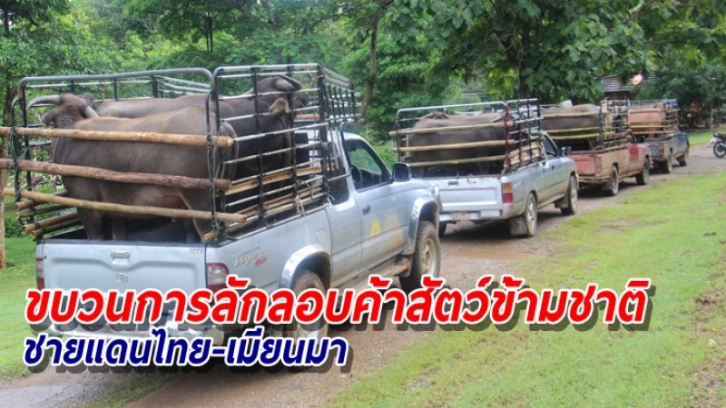 รวบขบวนการลักลอบค้าสัตว์ข้ามชาติ ชายแดนไทย-เมียนมา หวั่นแพร่โรคระบาด