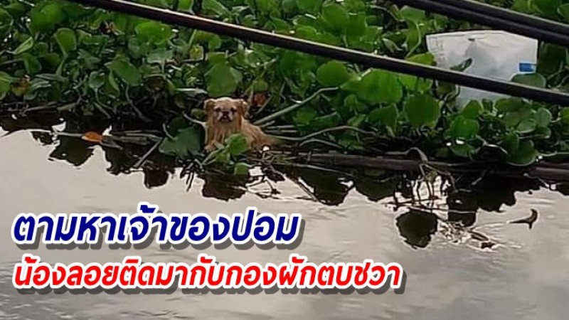 เอ็นดู "น้องปอมๆน้อย" ลอยติดมากับกองผักตบ ประกาศตามหาเจ้าของวุ่น