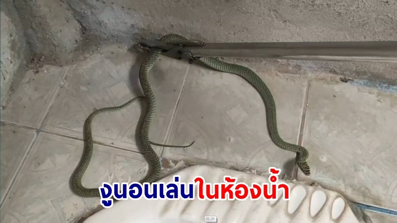 "หนุ่มสระบุรี" ตกใจสุดขีด! เจองูอยู่ในโถส้วม หลังอาบน้ำเสร็จ