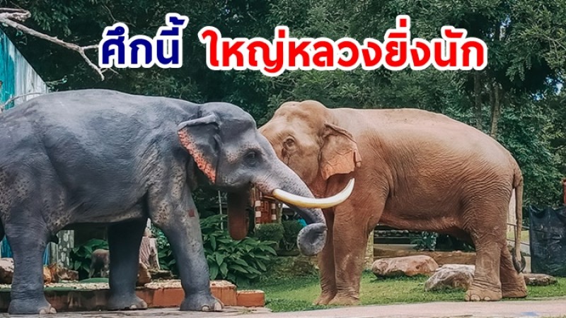 เจอกันจนได้! ศึกช้างป่า ชนช้างเจ้าถิ่น ที่อุทยานแห่งชาติเขาใหญ่