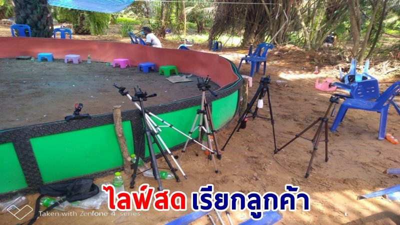 "ผู้ว่าฯสุราษฎร์ธานี" สั่งจับบ่อนไก่ชนเถื่อน ไลฟ์สดเรียกลูกค้าอ้างเคลียร์เจ้าหน้าที่แล้ว