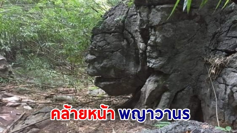 พบ "หินแปลกประหลาด" คล้ายหน้าพญาวานร หลังชาวชมภูเดินสำรวจป่าเส้นทางท่องเที่ยวชุมชน