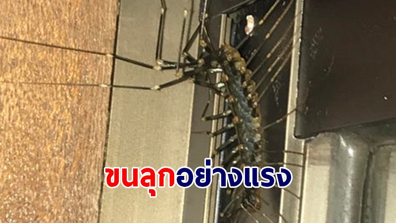 เจ้าของบ้านขนลุก เจอสัตว์หน้าตาแปลกไซส์ใหญ่บุกห้อง