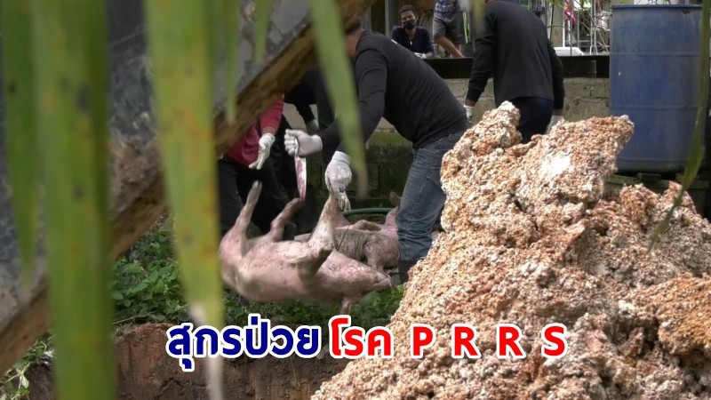 พบ "สุกร" เป็นโรค P R R S ป่วยตายจำนวนมากใน 2 อำเภอ ของจังหวัดชุมพร จนท.เร่งกำจัดหวั่นระบาดเอาไม่อยู่