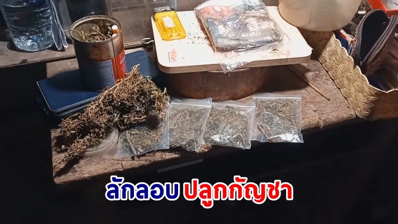 พบ "หนุ่มวัย 36 ปี" ลักลอบปลูกกัญชาในบ่อปลาร้าง พร้อมยึดของกลาง