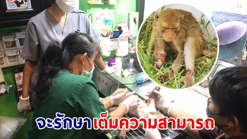 สุดสงสาร ! "ลิงแสม" ถูกไฟฟ้าช็อต อาการสาหัสทั่วร่าง แพทย์ยันต้องตัดแขน เพื่อรักษาชีวิต (คลิป)
