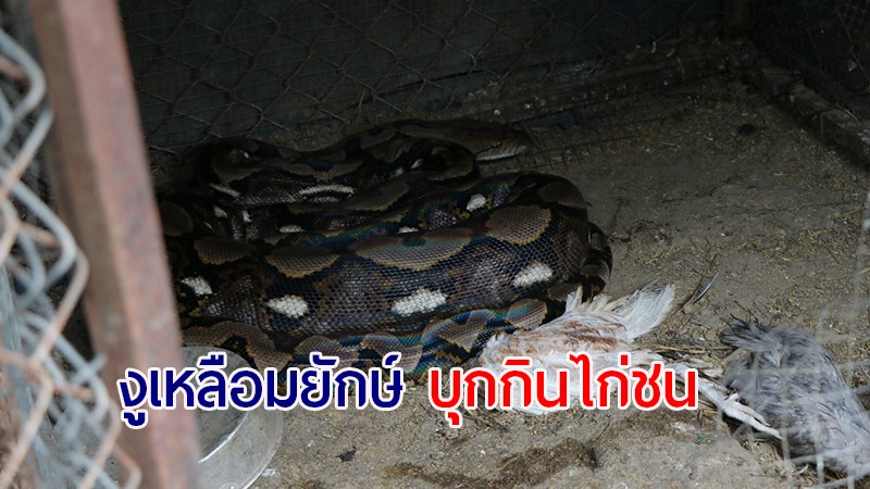 "งูเหลือมยักษ์" บุกเข้าไปกินไก่ชนหนุ่ม 5 ตัว นอนท้องป่องอยู่ในกรง