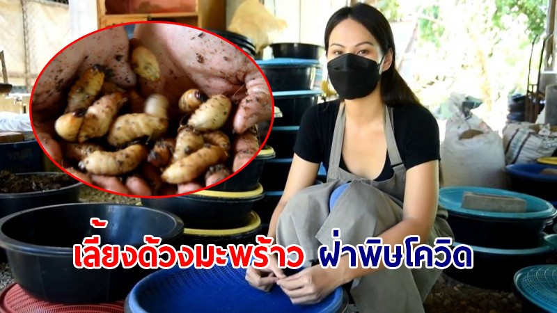 อดีตสาวห้าง เจอพิษโควิด-19 ผันตัวกลับบ้านเกิด "เพาะเลี้ยงด้วงมะพร้าว" ขายสร้างรายได้นับแสนต่อเดือน