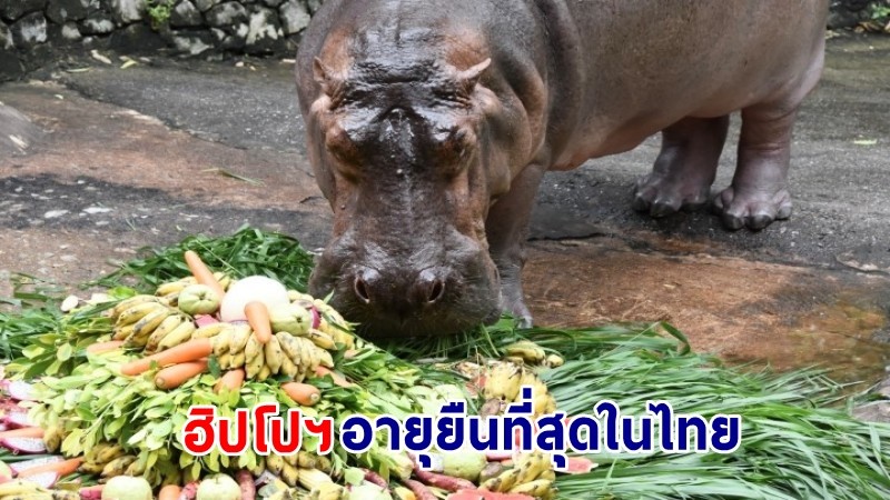 "สวนสัตว์เปิดเขาเขียว" มอบเค้กก้อนยักษ์ฉลองวันเกิด 56 ปี "แม่มะลิ " ฮิปโปฯ ขวัญใจคนไทย