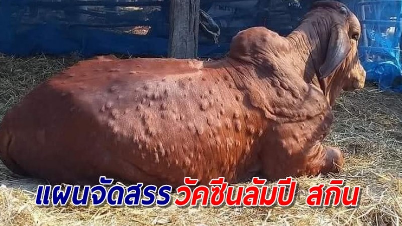 เปิดแผนกระจายวัคซีนลัมปี สกิน 5 ล้านโดส ใน 65 จังหวัด