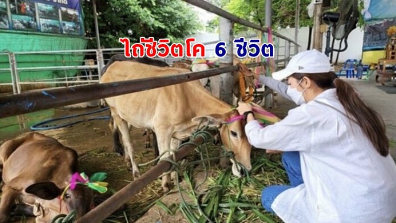 ปุยฝ้าย ณัฎฐพัชร์  ทำบุญวันเกิด ไถ่ชีวิตโคทั้งหมด 6 ตัว