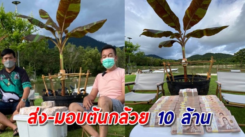 ยลโฉมเป็นบุญตา! ต้นกล้วยด่างหายาก ที่มีคนยอมควัก 10 ล้าน เพื่อเป็นเจ้าของ