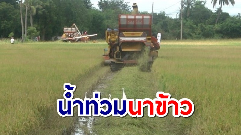 ชาวนาสามชุกระทม ฝนกระหน่ำน้ำท่วมนาข้าว เสียหายกว่า 5 พันไร่