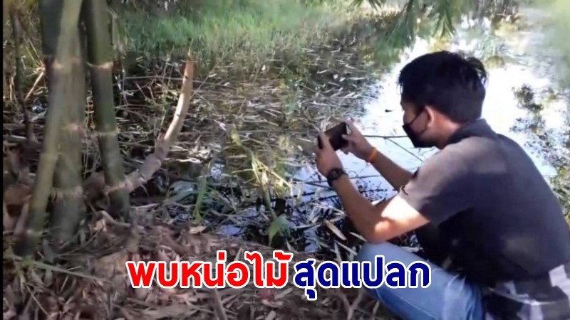 ฮือฮา ! พบ "หน่อไม้คล้ายหัวพญานาค" โผล่สวนตำรวจน้ำดีเมืองคอน 