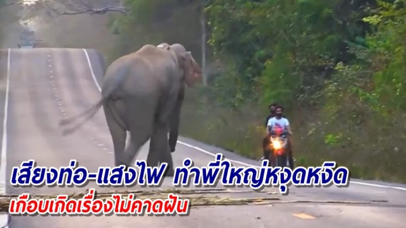 วินาทีเฉียดตาย! 2หนุ่ม ทำช้างป่าหงุดหงิด วิ่งฝุ่นตลบพุ่งใส่จยย.