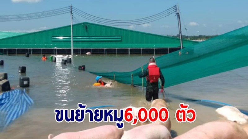 จิตอาสาพระราชทาน ขนย้ายหมู 6,000 ตัวประสบภัยน้ำท่วม จ.ขอนแก่น