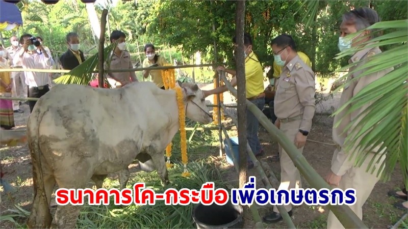 "รองผู้ว่าฯ พะเยา" เป็นประธานในพิธีมอบโคพระราชทานให้เกษตรกร ในพื้นที่อำเภอดอกคำใต้