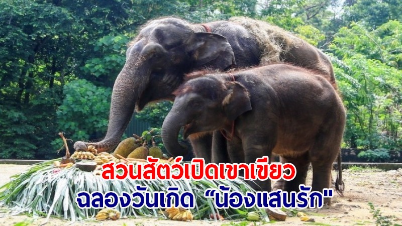 สวนสัตว์เปิดเขาเขียว ฉลองวันคล้ายวันเกิด 3 ปี “น้องแสนรัก " ลูกช้างที่เกิดจากการผสมเทียม ตัวที่ 2 ของประเทศไทย