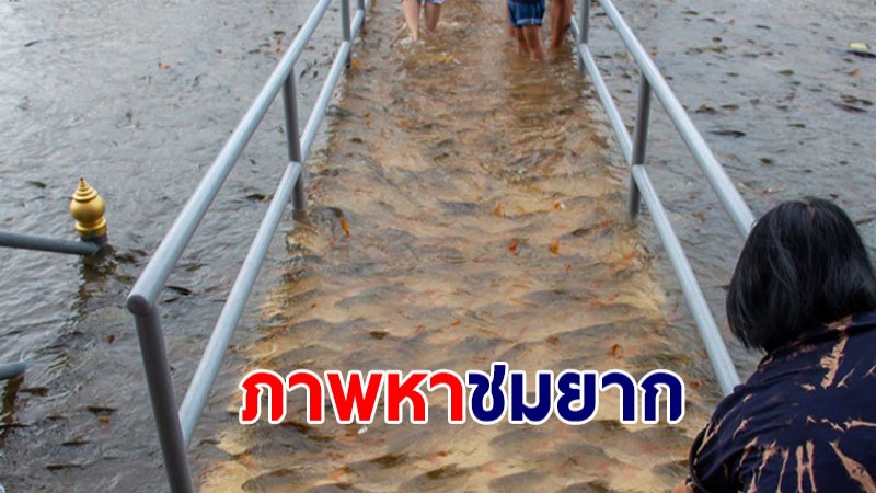 หาดูยาก! วัดพนัญเชิงเผยภาพน้ำป่าสักเอ่อล้น ปลาว่ายขึ้นสะพาน ชาวบ้านให้อาหารคึกคัก