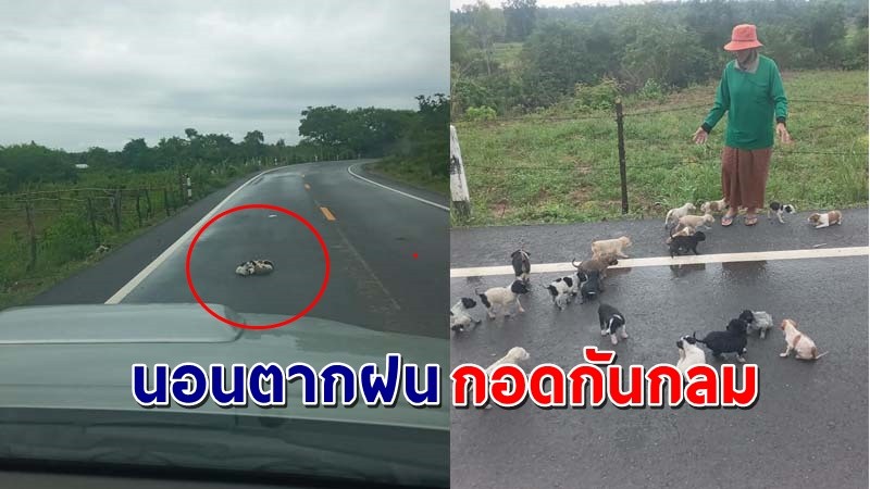 สุดสงสาร ! ขับรถกลับบ้าน เจอลูกสนุัข 20 ตัว นอนตากฝนกอดกันกลางถนน !