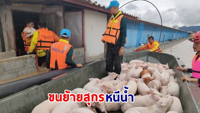 พล.ร.9 ค่ายสุรสีห์ เร่งช่วยเหลือชาวบ้านขนย้ายสุกร 9,000 ตัวหนีน้ำท่วม ปชช.ต้องนำเต็นท์มาตั้งริมถนนเพื่อหลับนอนชั่วคราว