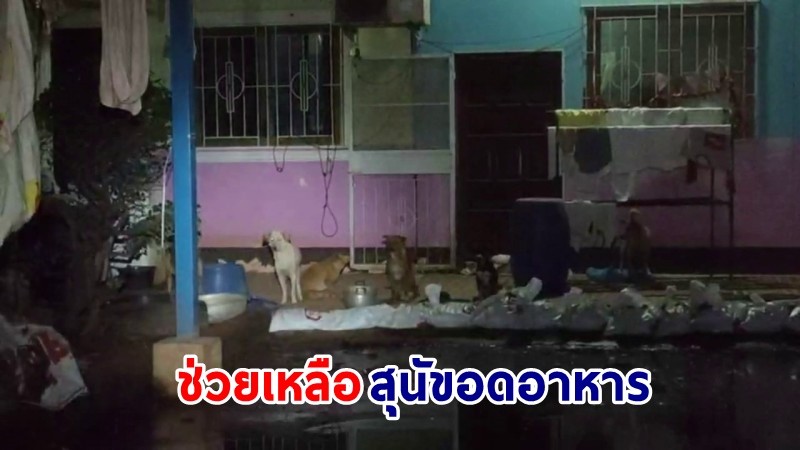 "กู้ภัยสว่างโคราช" นำอาหารช่วยเหลือสุนัข หลังถูกน้ำลำตะคองทะลักท่วมบ้านเรือนประชาชน