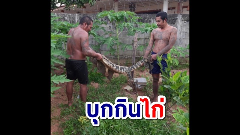 ชาวบ้านรุมจับตัวเงินตัวทองยักษ์ หนีน้ำท่วมหาอาหาร บุกกินไก่ ราคาหลักแสน