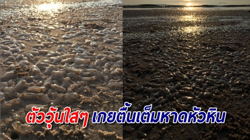 อ.เจษฎา ไขกระจ่างภาพสิ่งมีชีวิตวุ้นใส เกยตื้นเต็มหาดหัวหิน ที่แท้เรียก "ตัว salp"