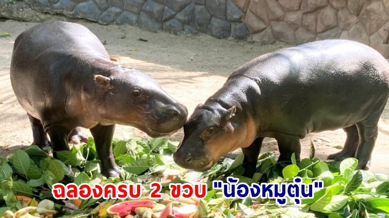 "สวนสัตว์เปิดเขาเขียว" จัดเค้กก้อนยักษ์ฉลองครบ 2 ขวบ "น้องหมูตุ๋น" ฮิปโปแคระ เซเลบชื่อดัง