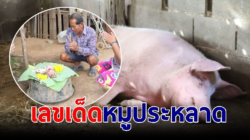 ตื่น! หมูประหลาด สองตัวหนึ่งหัว เซียนหวยแห่ขอโชค เจ้าของเผยความฝันสุดแปลก 