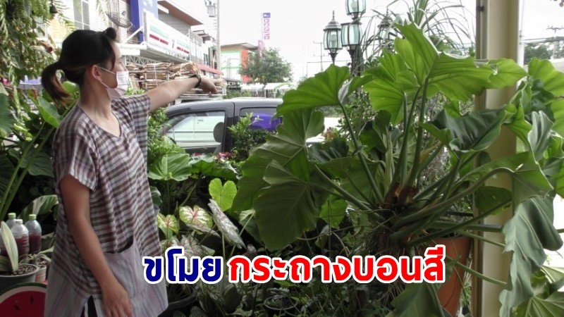 "หมอฟัน" ฉุนหนัก! โดนขโมยขี่รถเก๋ง - ยกกระถางบอนสีขึ้นรถหลบหนี