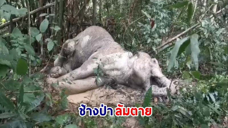 พบ "ช้างป่า" บาดเจ็บเมื่อ 3 ปีที่แล้ว ล้มตายใกล้อุทยาน