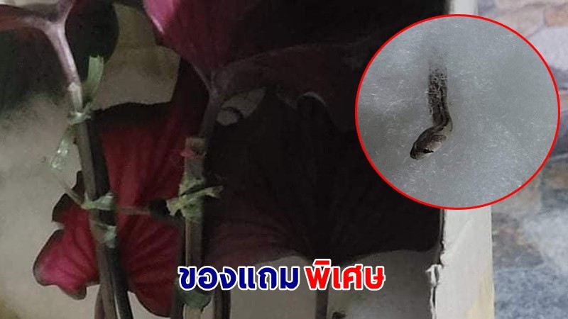 สาวผวา ! สั่ง "ต้นบอนสี" จากร้านค้าออนไลน์ เปิดกล่องดูเจอ "เจ้างูน้อย" แถมมาด้วย !