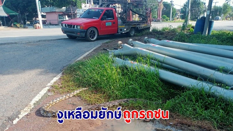 ชาวบ้านสงสาร ! โทรแจ้งกู้ภัยฯ นำ "งูเหลือมยักษ์" ถูกรถชนอาการสาหัส ส่งรพ.สัตว์