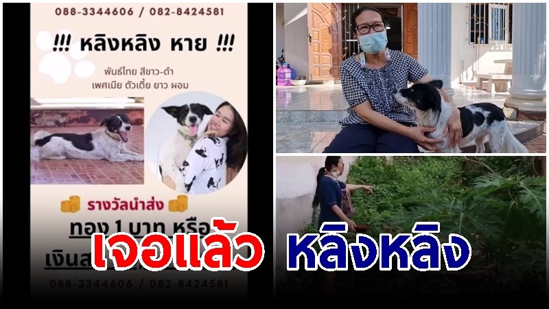 สาวใหญ่ดีใจ "หลิงหลิง" หมาไทยหาย 5 วัน ล่าสุดเจอซุกในป่าร้าง หลังขอพรศาลหลักเมือง